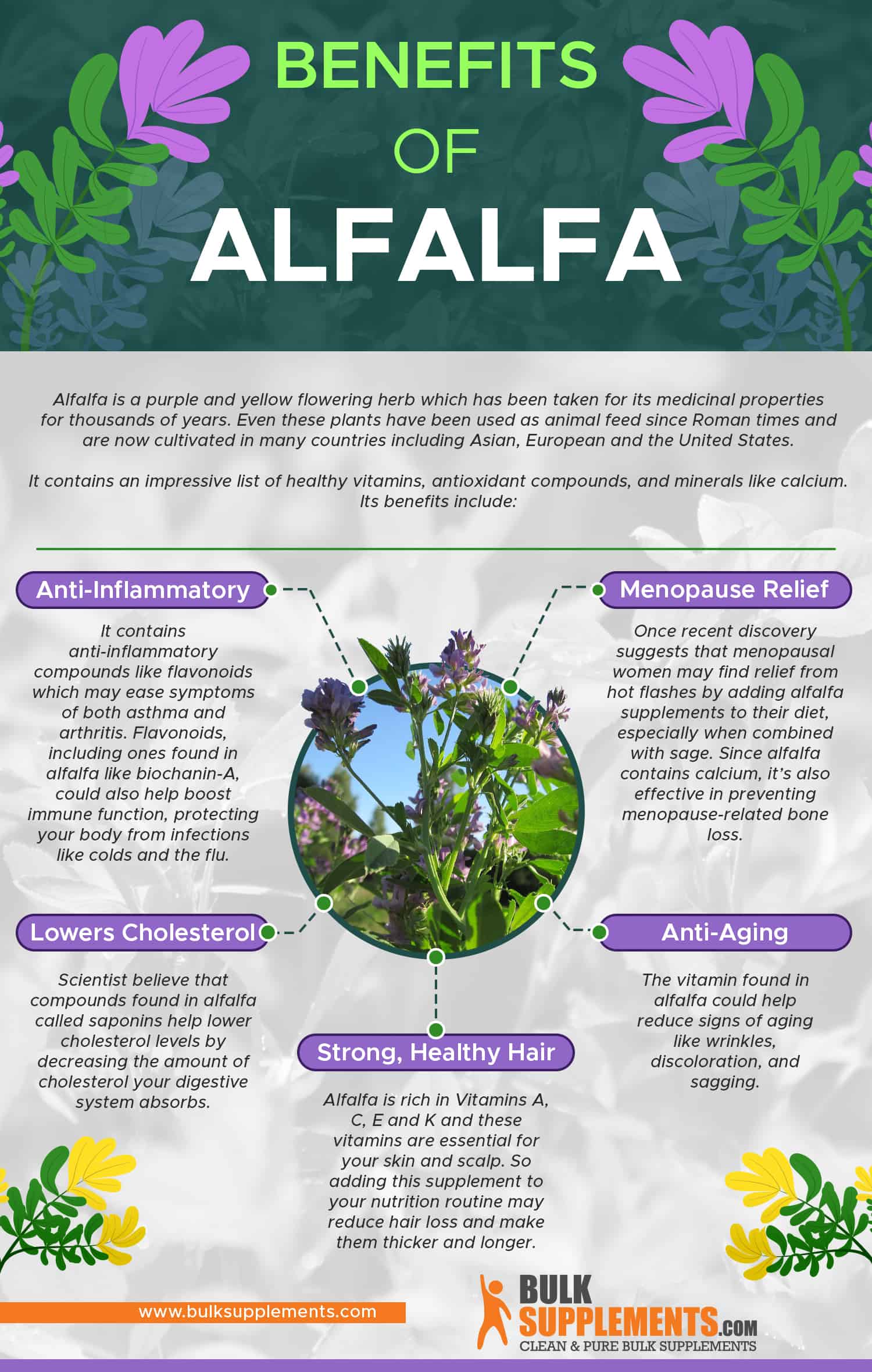 Alfalfa: Health Benefits, Nutrition & Side Effects | BulkSupplements.com