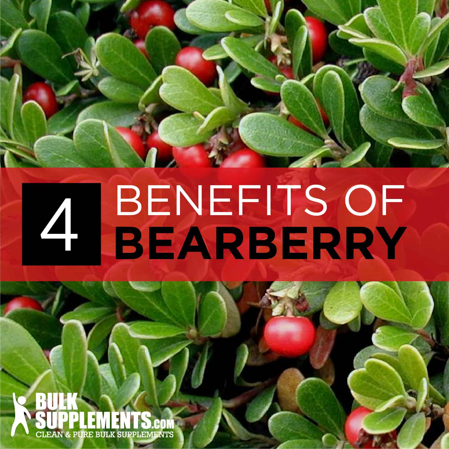 bearberry