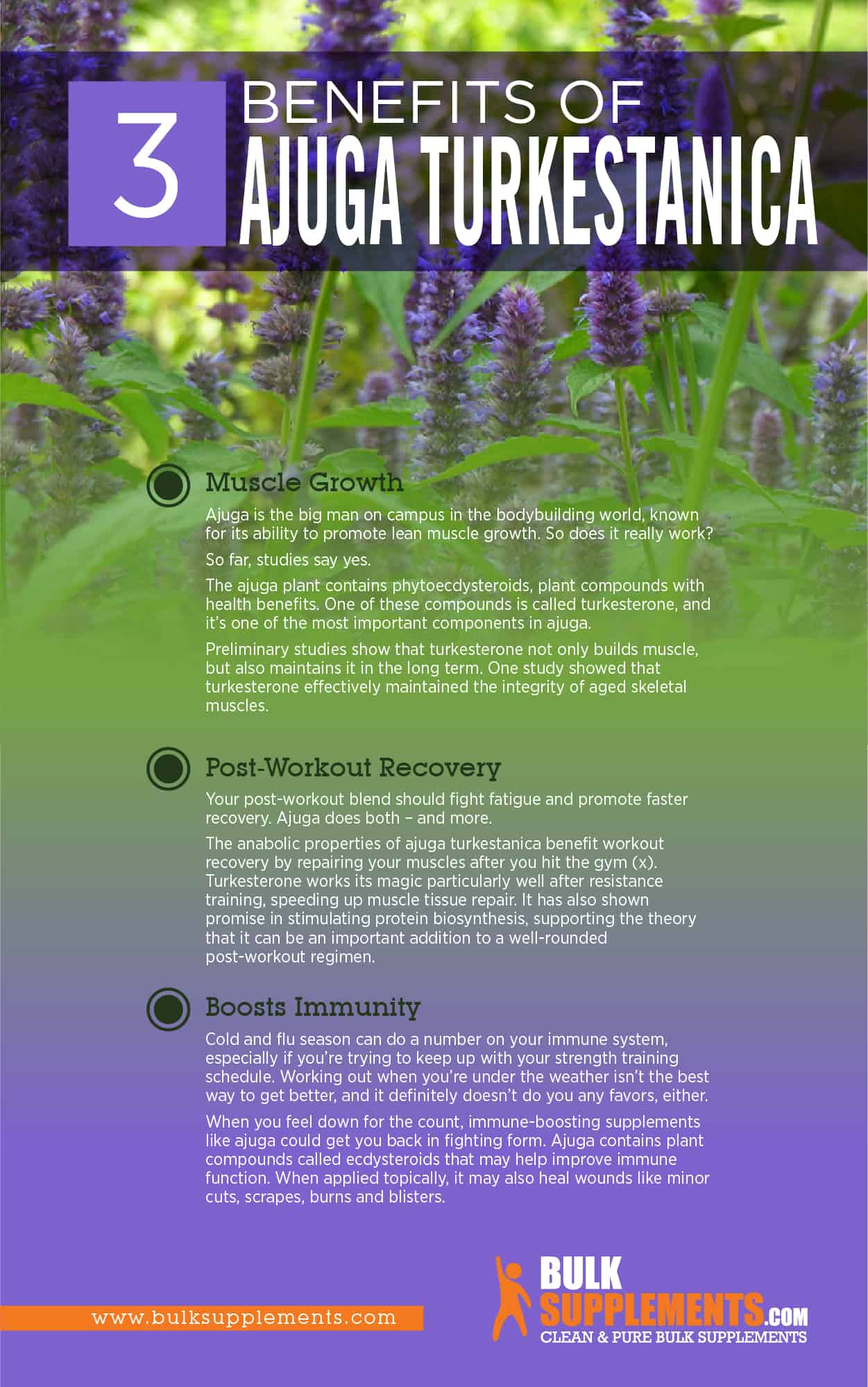 Ajuga Turkestanica Benefits 