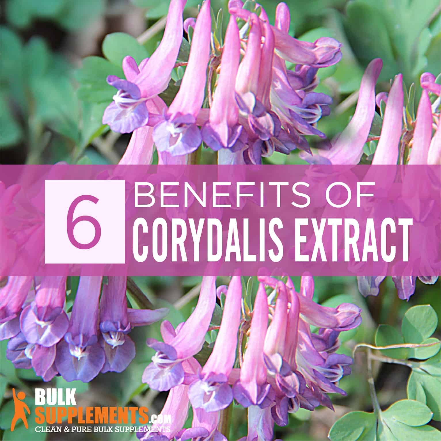 Corydalis Extract