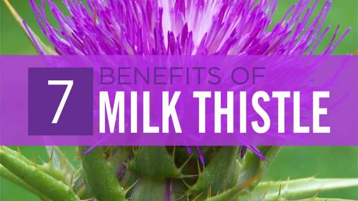 milk thistle