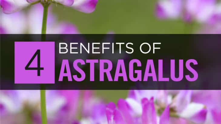 Astragalus