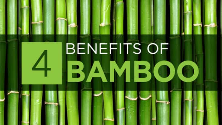 Bamboo