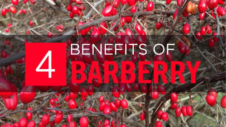 Barberry