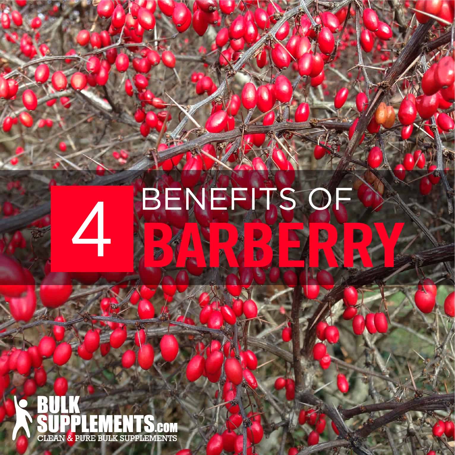 Barberry