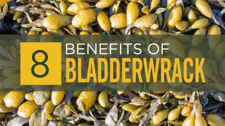 Bladderwrack