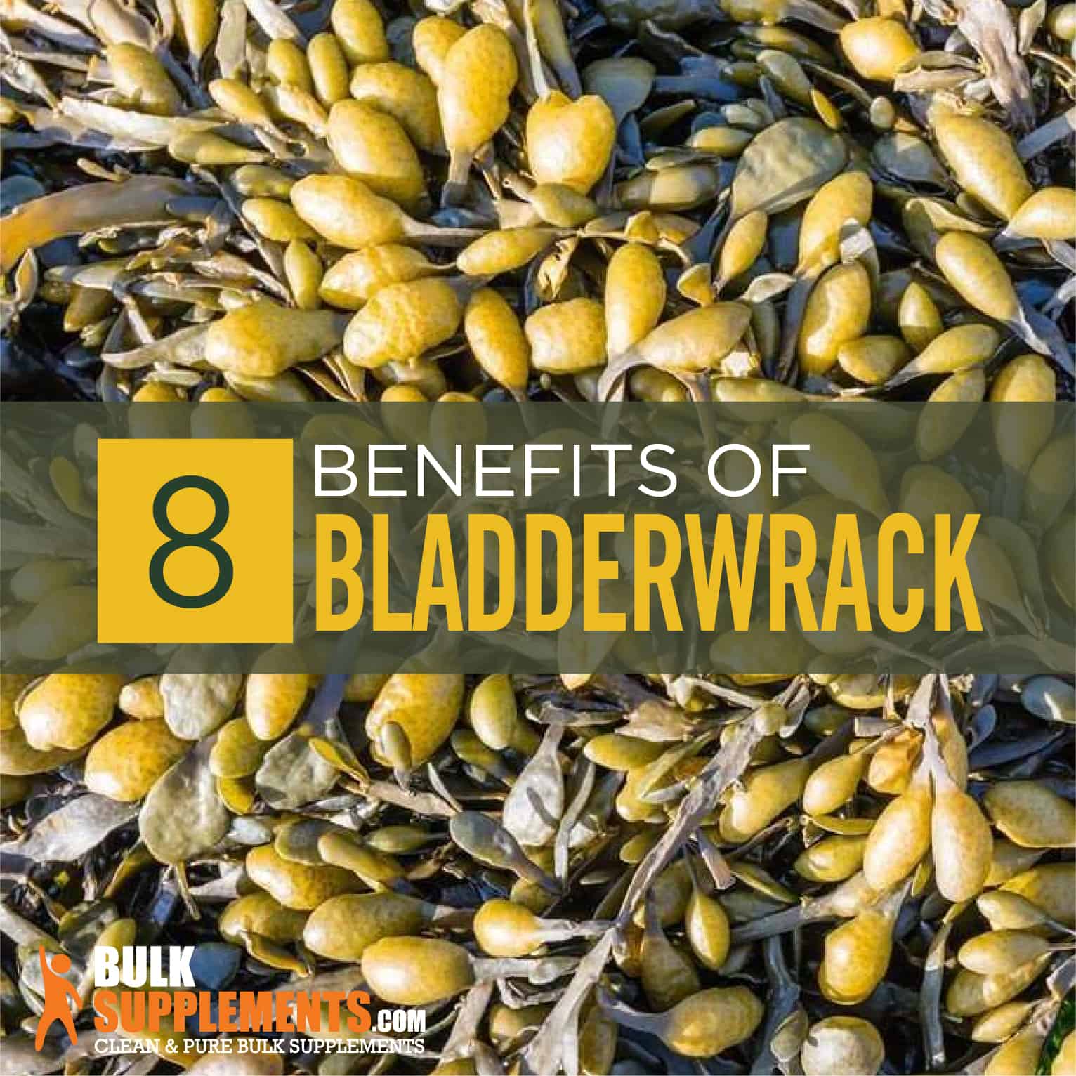 Bladderwrack Benefits, Side Effects and Dosage |