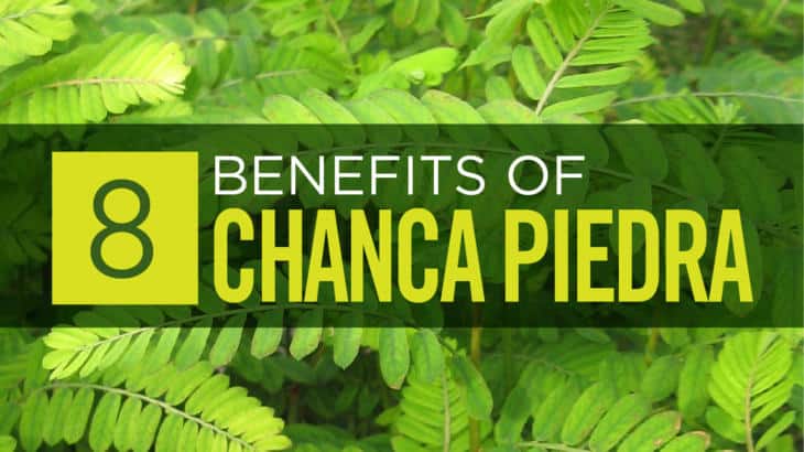 Chanca Piedra