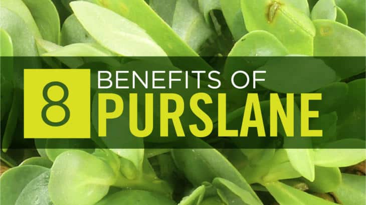 Purslane