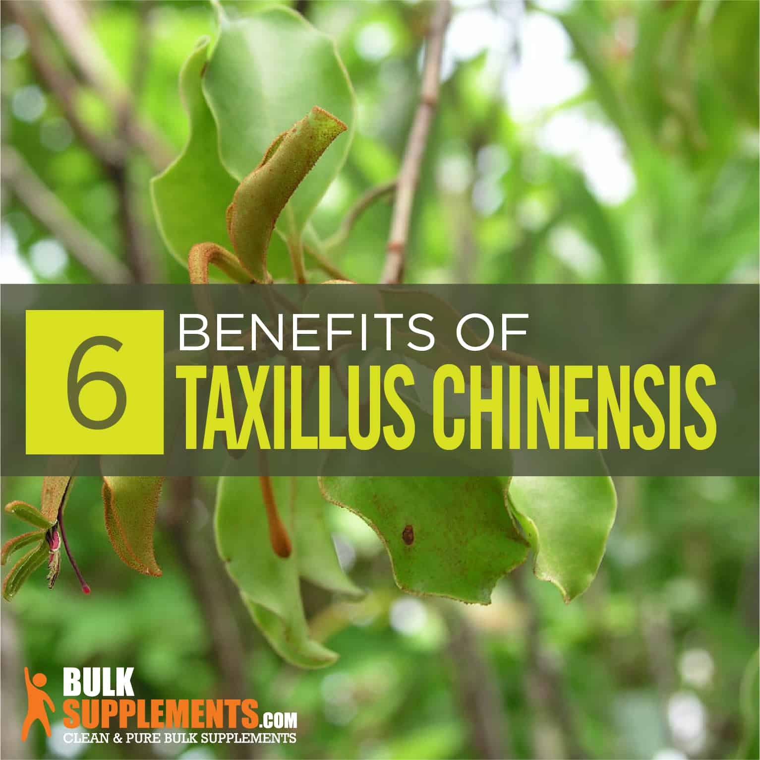 Taxillus Chinensis