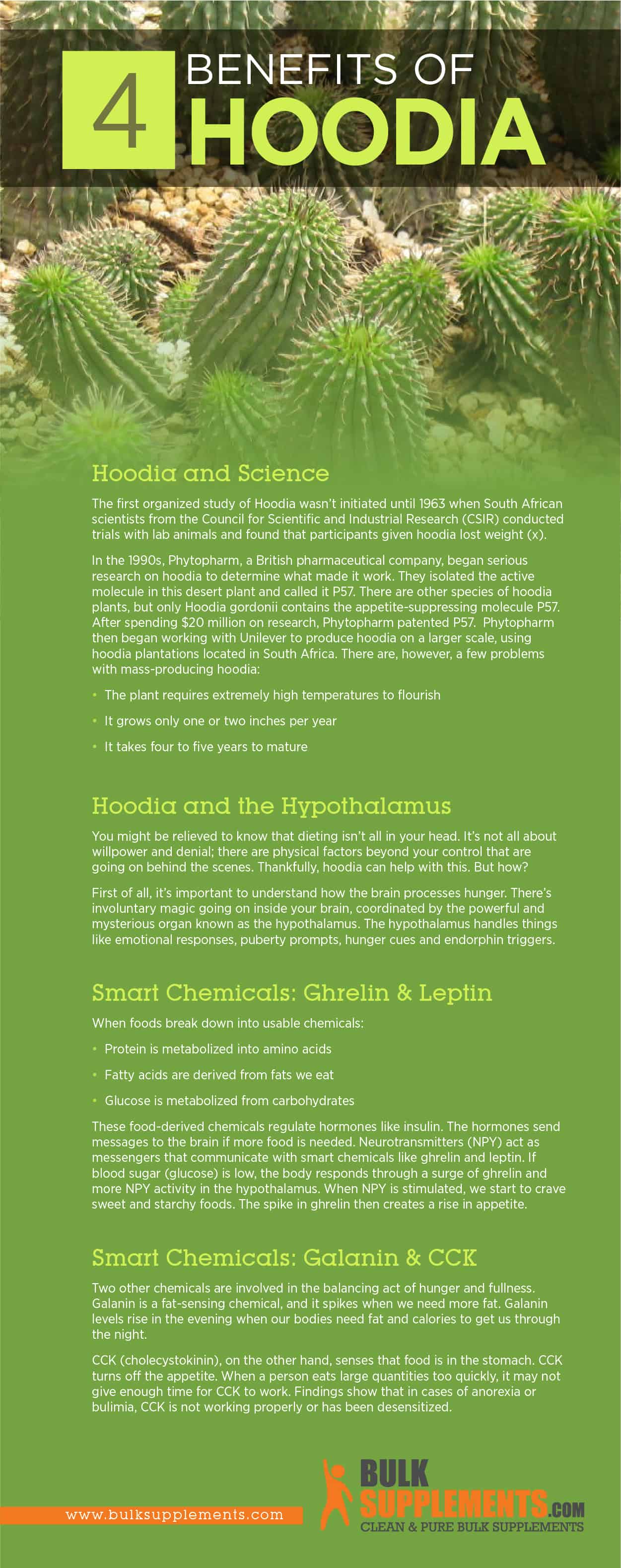 Hoodia Infographic