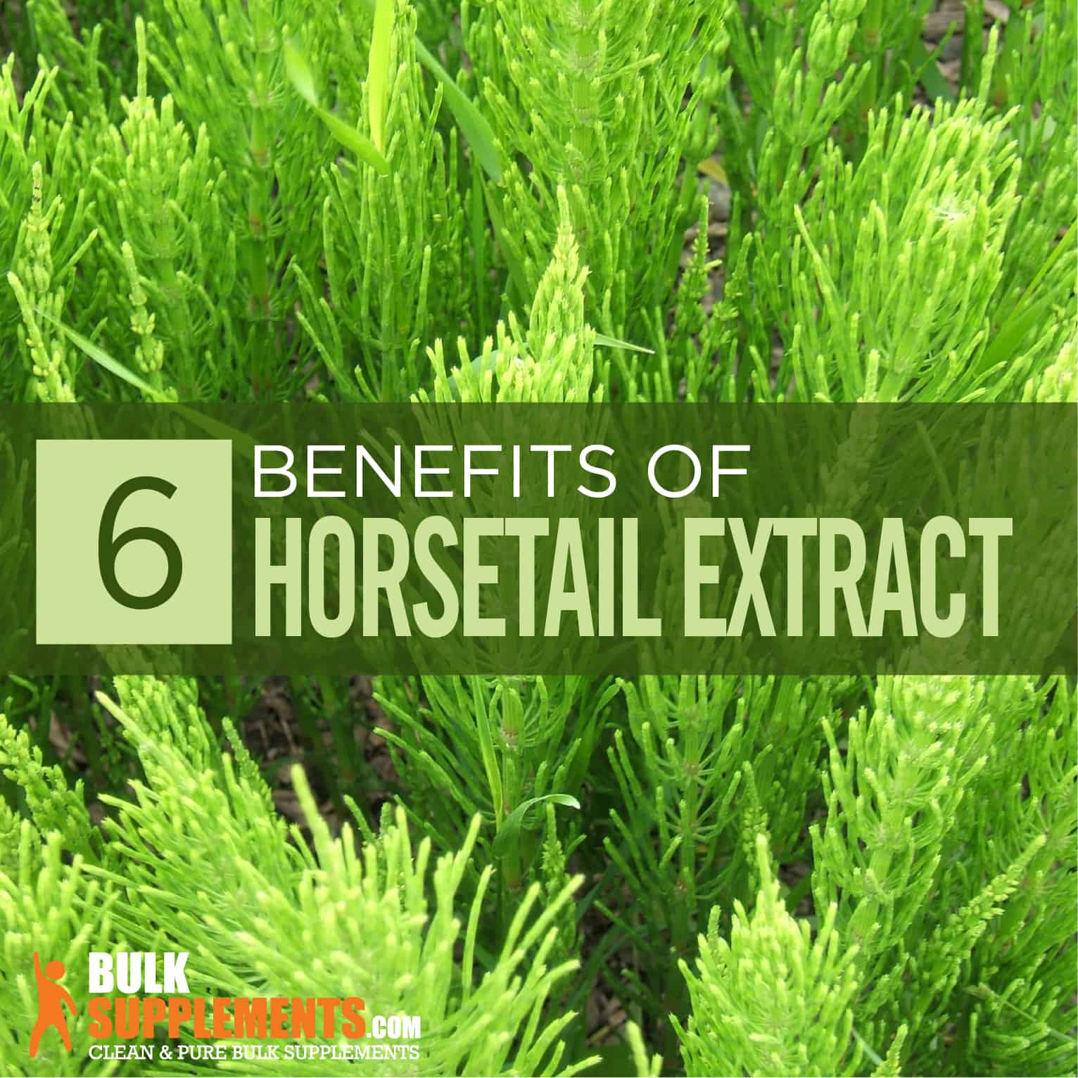 Horsetail Extract