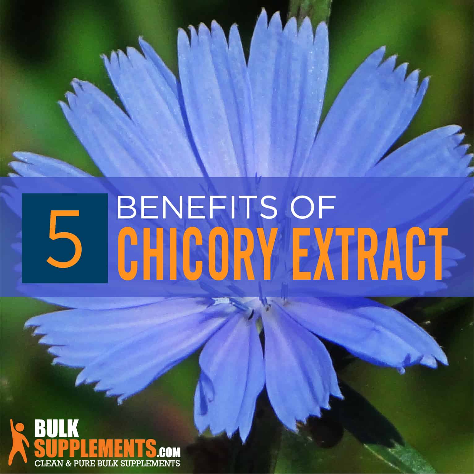 chicory-root-extract-benefits-side-effects-dosage