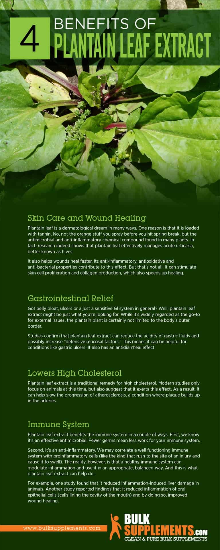 Plantain Leaf Extract Benefits, Side Effects & Dosage