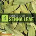 Senna Leaf Extract: Benefits, Side Effects & Dosage