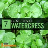 Watercress Extract: Benefits, Side Effects & Dosage