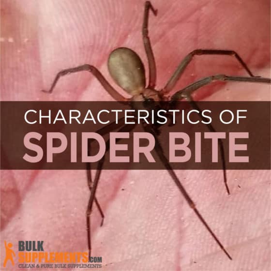 Spider Bite. Effective Treatment & Supplements for Spider Bites