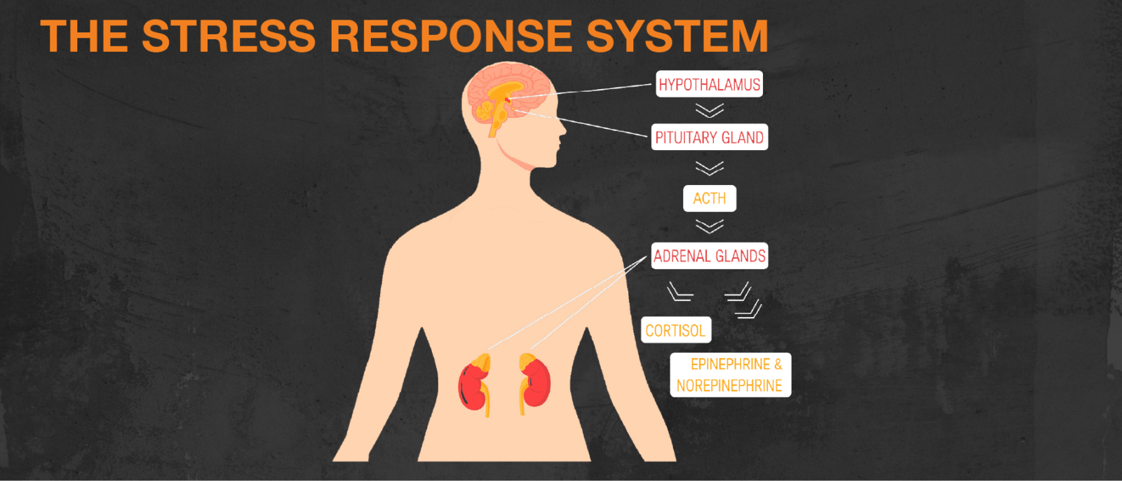 How to Prevent Getting Sick & 7 Healthy Habits for Immunity