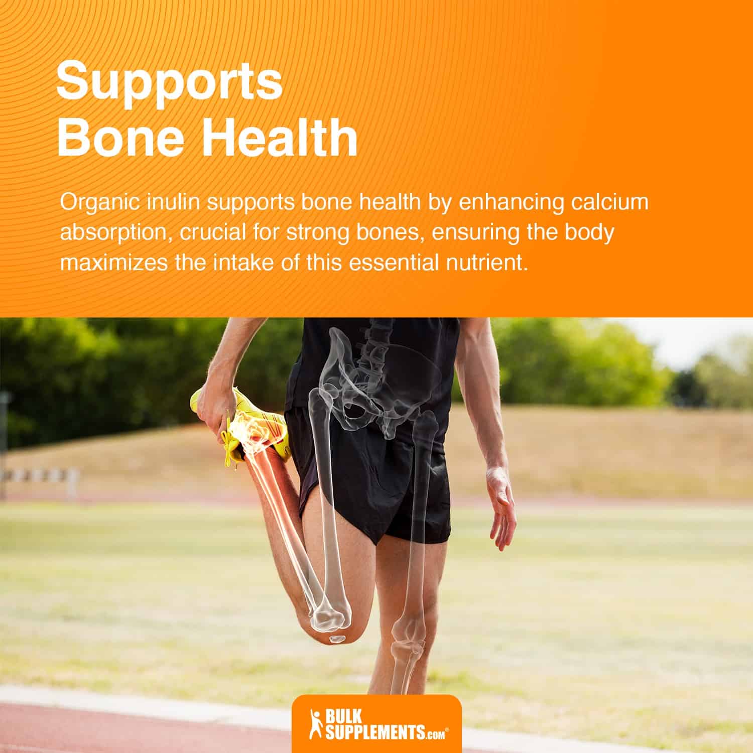 organic inulin supports bone health