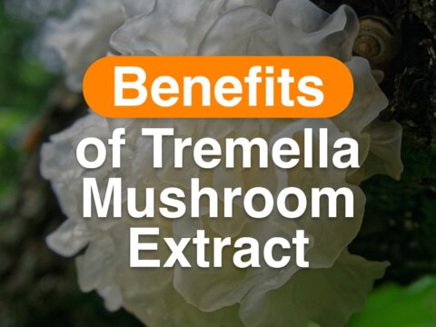 TREMELLA mushroom extract benefits of